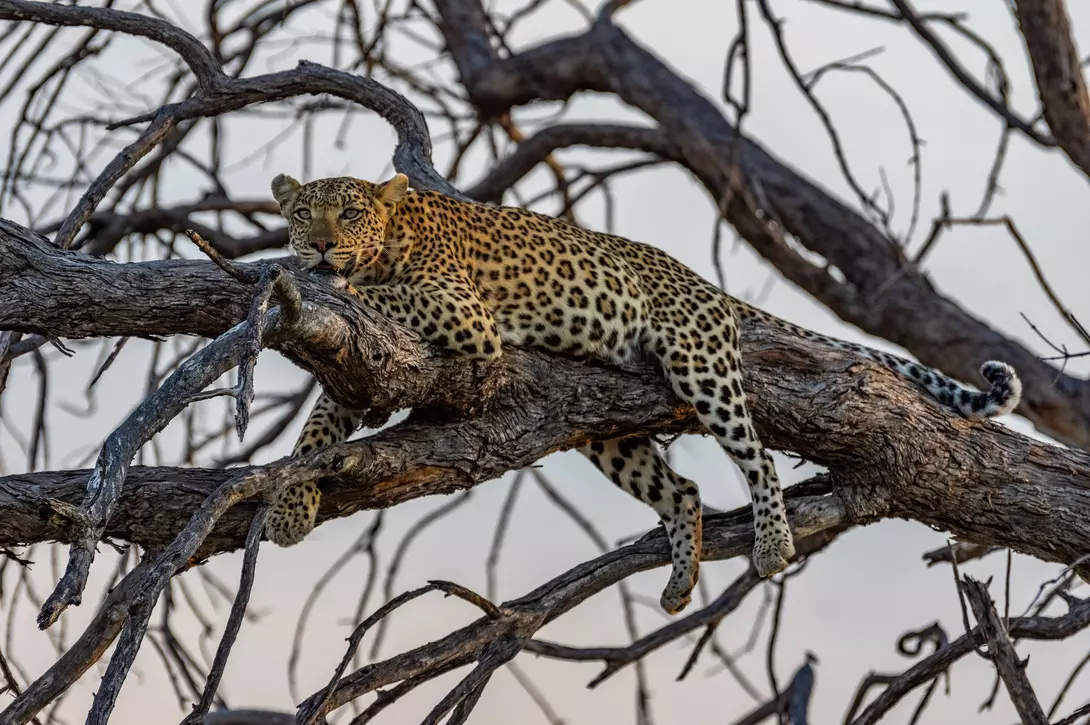 Moremi Game Reserve